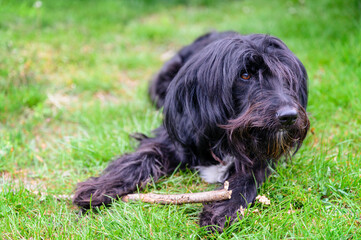 Naklejka na ściany i meble Black dog with long hair and a stick.