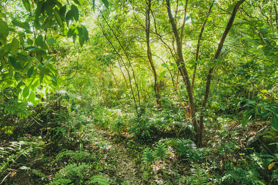 Dense jungle in the tropical forest in Seychelles