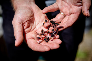 Earthworms and Dirt in White Adult Male Hands