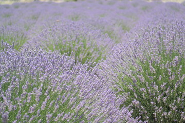 Fototapeta na wymiar lavender field in kuyucak ısparta turkey