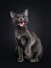 Beautiful female Korat cat, sitting side ways. Hissing and showing teeth at camera with yellow / green eyes. Isolated on black background.