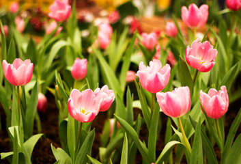 Close-up of red tulips in field. Tulips flower