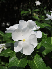 white flower in the garden