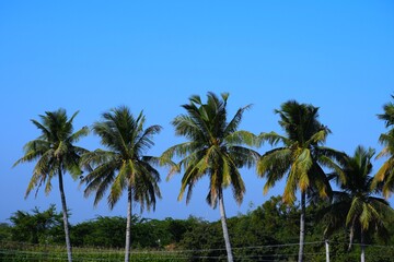 Palm tree in the Lake, Coconut tree, Kutch, Gujarat, India