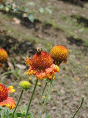 red flower in the garden