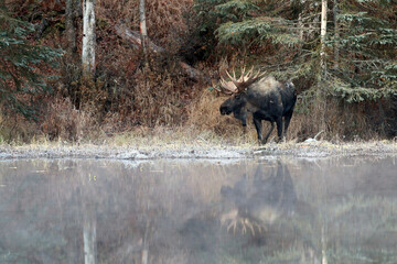 Moose in Anchorage Alaska USA