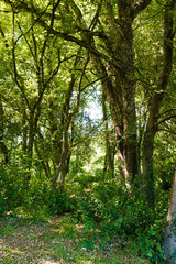 Green Mediterranean forest wild landscape with green bush on a sunny day