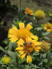 bee on yellow flower