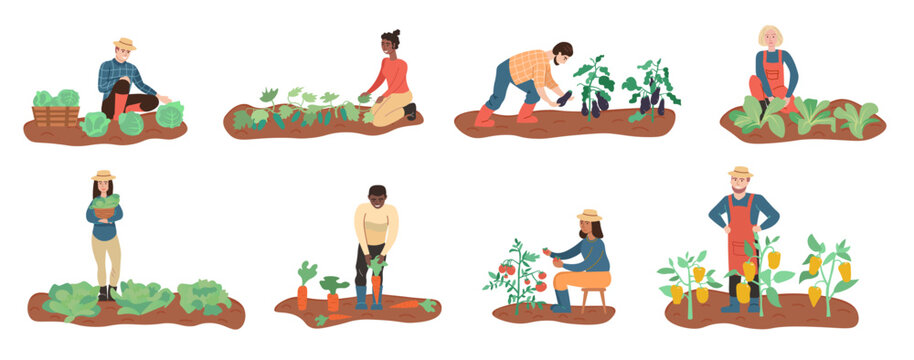 Collection of organic stickers with the process of local growing vegetables. GMO free. Naturally Harvesting process. Organic healthy food. City gardens. Flat cartoon Vector Illustration.