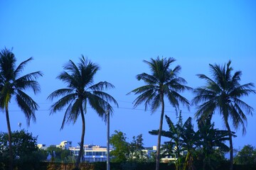 Naklejka premium Palm tree in the Lake, Coconut tree, Kutch, Gujarat, India