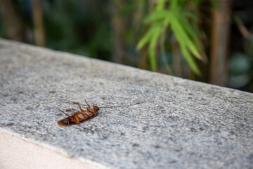 big dead orange cockroach lies paws up poisoned by chemical anti-insect repellents