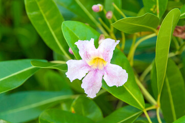 Beautiful tropical single flower of Pink Trumpet-Tree (Tabebuia heterophylla)