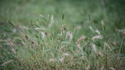 Green bush herbs on a summer wild garden landscape