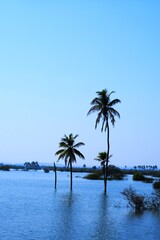 Plakat Palm tree in the Lake, Coconut tree, Kutch, Gujarat, India