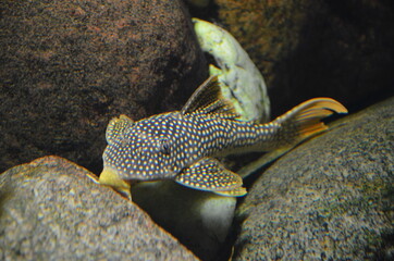 Tropical fish in aquarium, Berlin