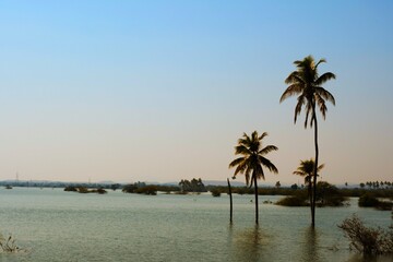 Palm tree in the Lake, Coconut tree, Kutch, Gujarat, India