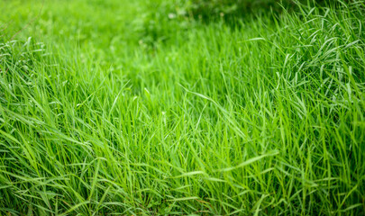 Fototapeta na wymiar Fresh green grass as background. Selective focus with shallow depth of field.