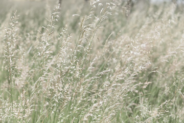 Grass field on blurred background in sun light