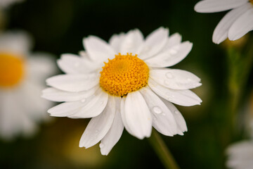 Obraz premium Beautiful chamomile flowers 