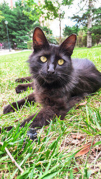 Close-up photo of black stray cat relaxing on grass.