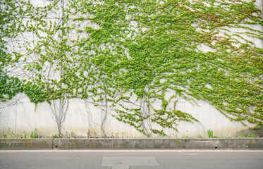 Concrete wall partially covered with creeper vine leaves and ivy