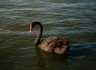Fototapeta premium コクチョウ Laketown Saitama Japan 2020
