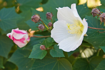 The name of these flowers is Hibiscus makinoi.
Scientific name is Hibiscus makinoi.