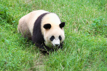 Naklejka premium Adult giant Panda (Ailuropoda melanoleuca), Chengdu, Sichuan, China