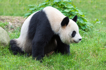 Obraz premium Adult giant Panda (Ailuropoda melanoleuca), Chengdu, Sichuan, China
