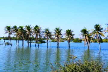 Obraz premium Palm tree in the Lake, Coconut tree, Kutch, Gujarat, India