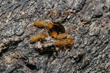 Macro photography of small termite on tree background