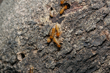 Macro photography of small termite on tree background