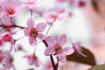 Obraz na płótnie Canvas Closeup view of blossoming pink sakura tree outdoors
