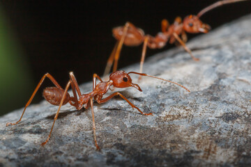 Macro photography,Red ant walk on a tree ,close up