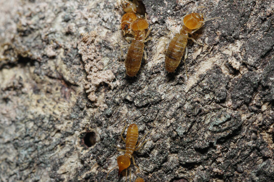 Macro photography of small termite on tree background
