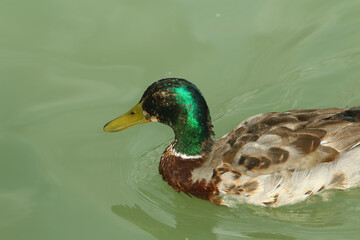 detalle de cabeza de pato verde en el agua
