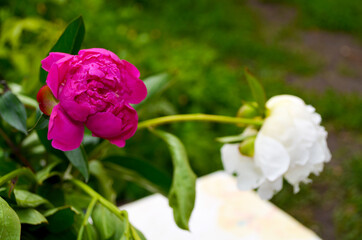 Beautiful purple peonies in the garden at sunset bokeh background