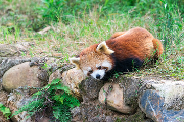 Red Panda (Ailurus fulgens), Sichuan Province, China