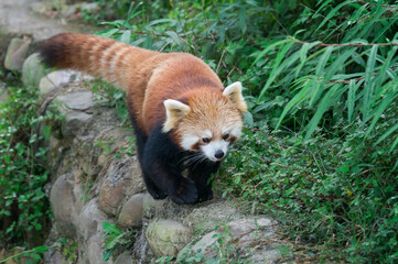 Red Panda (Ailurus fulgens), Sichuan Province, China