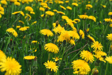 Yellow dandelions on a green field. Beautiful backdrop for your design. Yellow dandelions and green leaves. Selective focus.