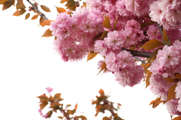 Closeup view of blossoming pink sakura tree outdoors