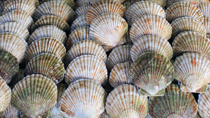 Food background; seafood, scallops close up