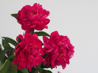 Spring flower background.Greeting card with space for text.Maroon or red peony flowers on a gray background.