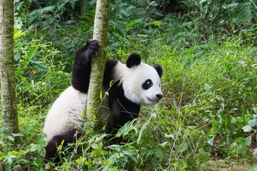 Gardinen Panda Young giant Panda (Ailuropoda melanoleuca), Chengdu, Sichuan, China  © Gabrielle