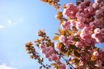 Closeup view of blossoming pink sakura tree outdoors