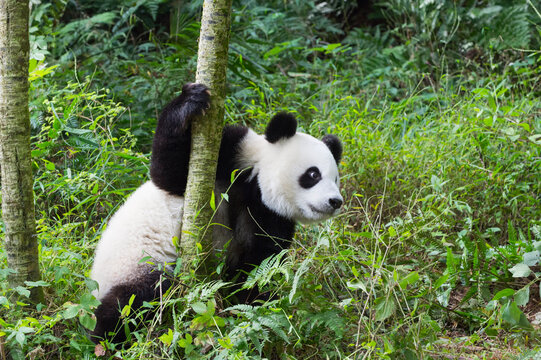 Young giant Panda (Ailuropoda melanoleuca), Chengdu, Sichuan, China