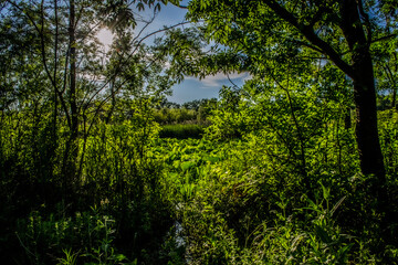 La foret du parc de Mougins