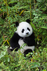 Young giant Panda (Ailuropoda melanoleuca), Chengdu, Sichuan, China