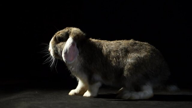 Cute Small Brown And White Dutch Rabbit With A Black Studio Background Slowly Hopping Towards A Piece Of Cut Apple