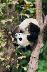 Obraz premium Two years aged young giant Pandas (Ailuropoda melanoleuca) climbing pon a tree, Chengdu, Sichuan, China